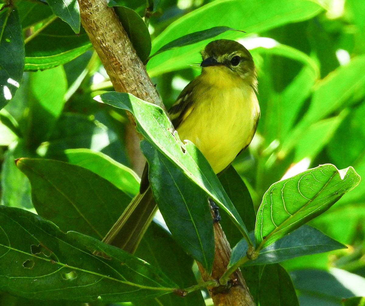 Yellow Tyrannulet - ML637892979