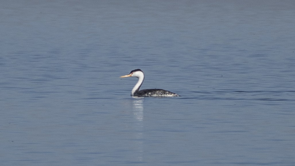 Clark's Grebe - ML637892981