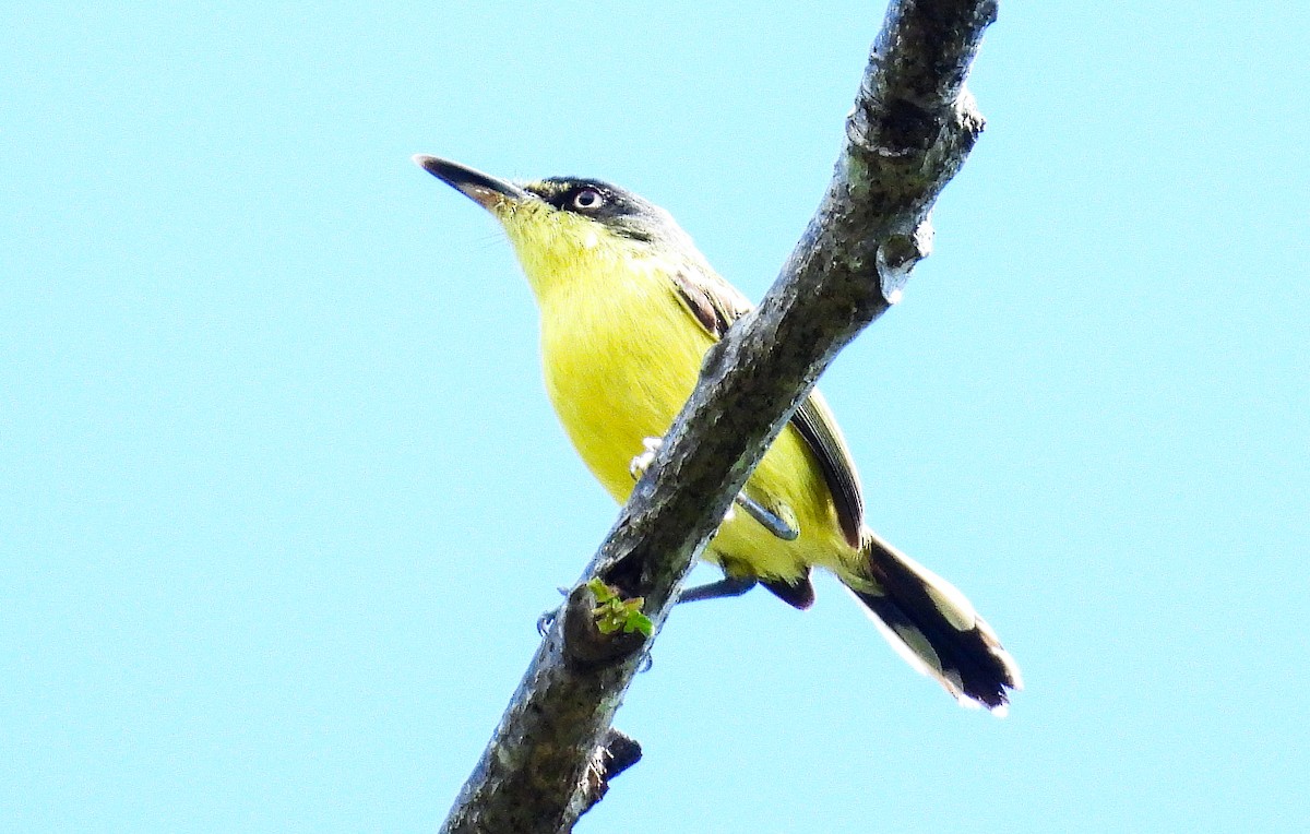 Common Tody-Flycatcher - ML637892999