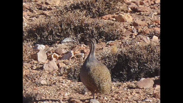 Tinamou quioula - ML637893018