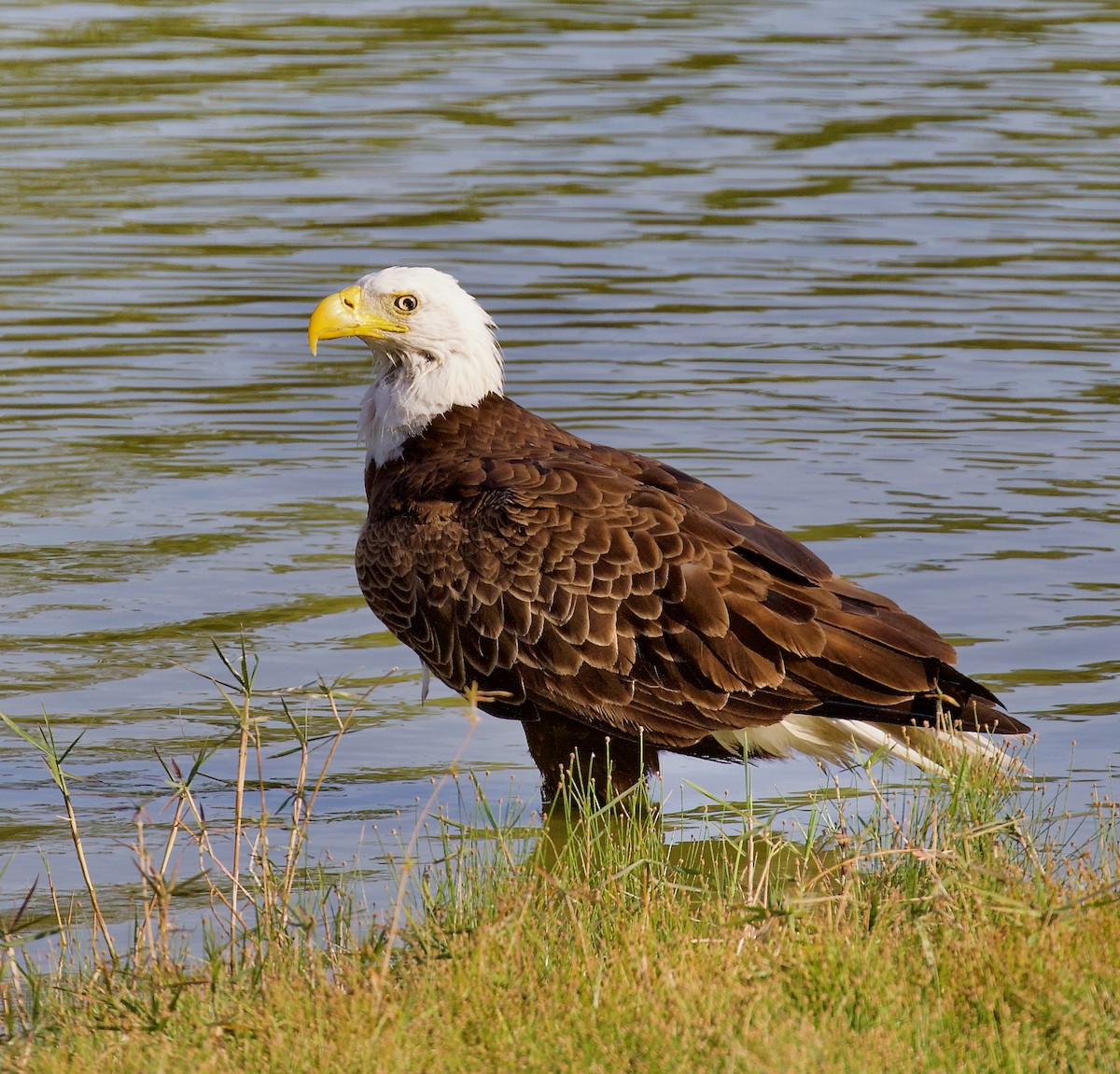 Bald Eagle - ML637893022