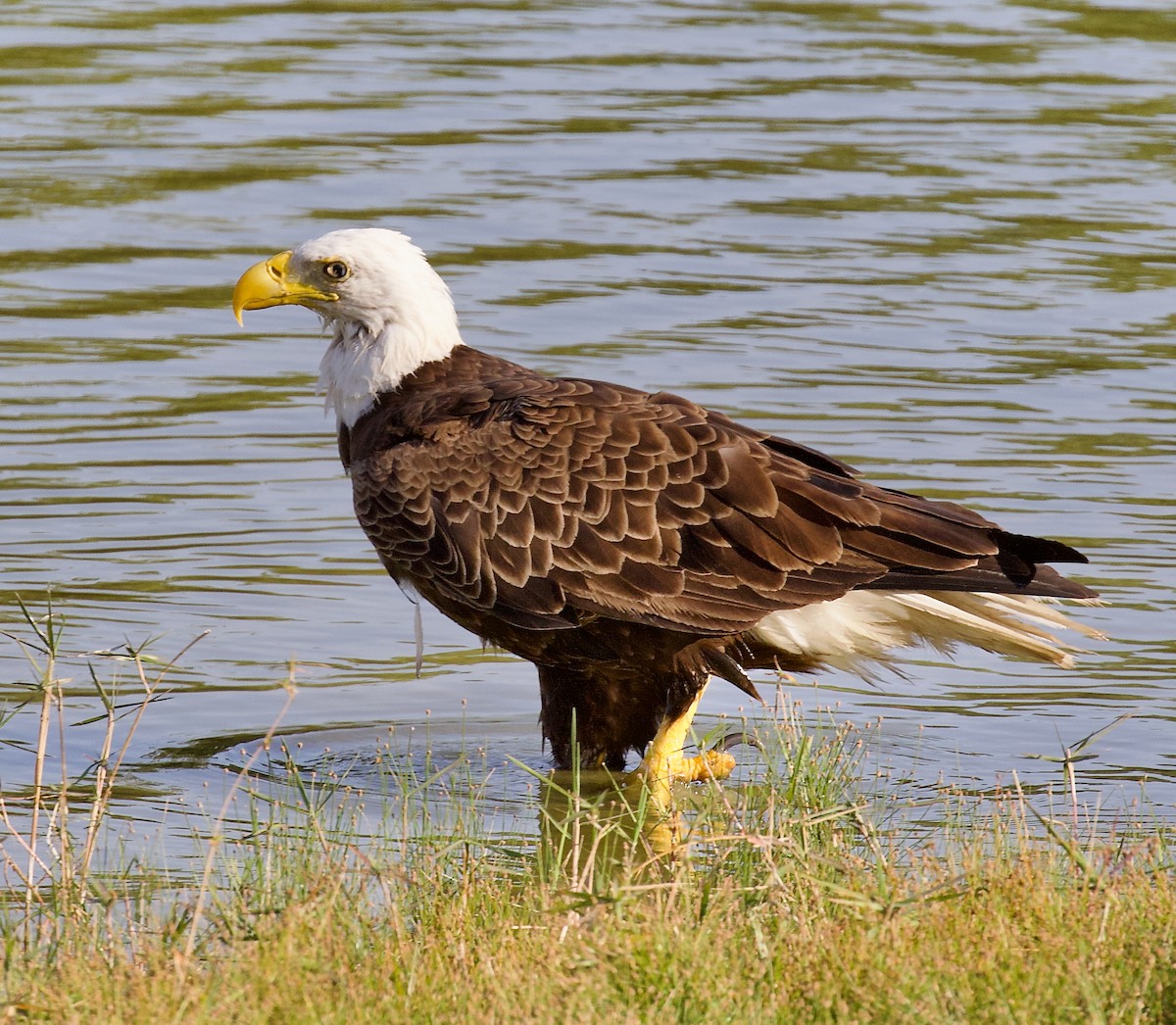 Bald Eagle - ML637893028
