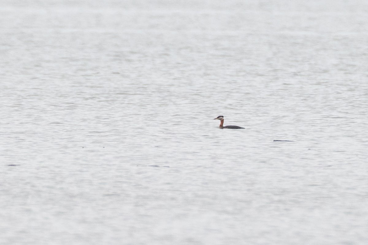 Red-necked Grebe - ML637893034