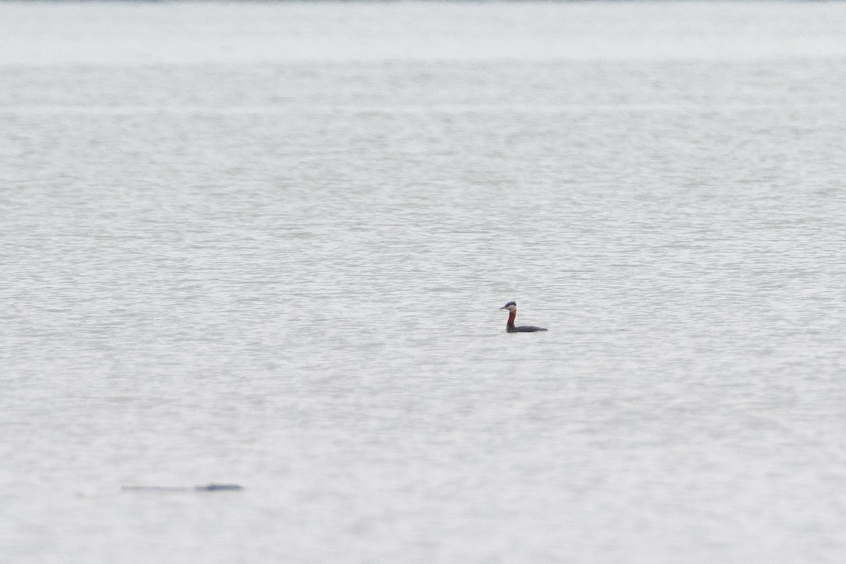 Red-necked Grebe - ML637893036