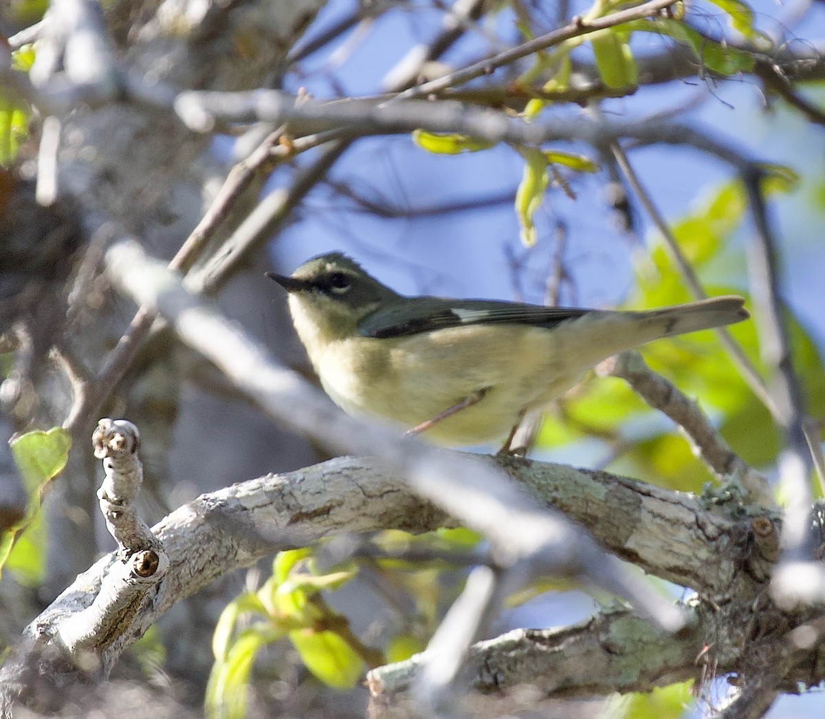 Black-throated Blue Warbler - ML637893041