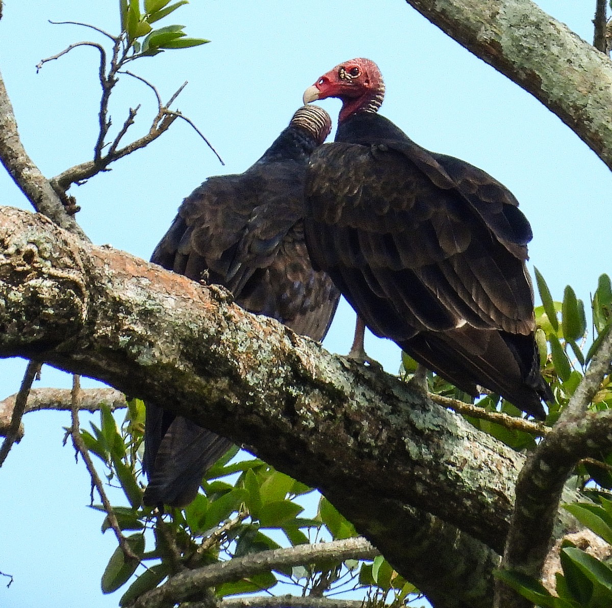 Turkey Vulture - ML637893057