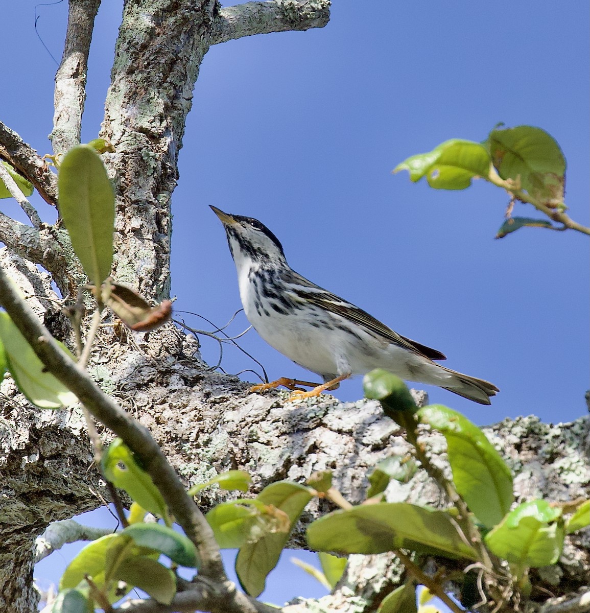Blackpoll Warbler - ML637893060