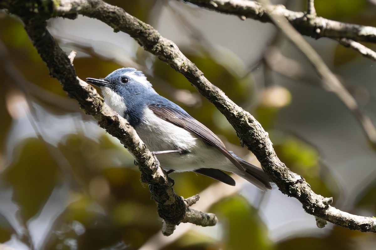 Ultramarine Flycatcher - ML637893078