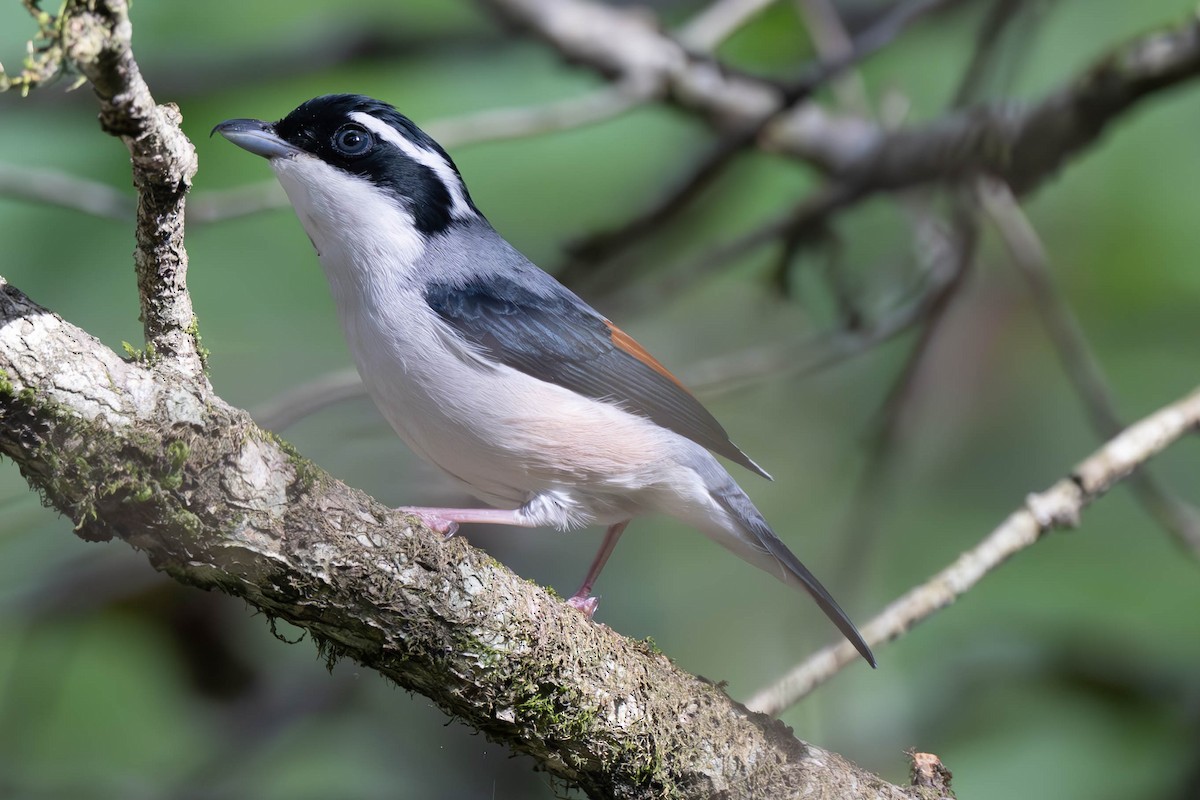 White-browed Shrike-Babbler (Himalayan) - ML637893083
