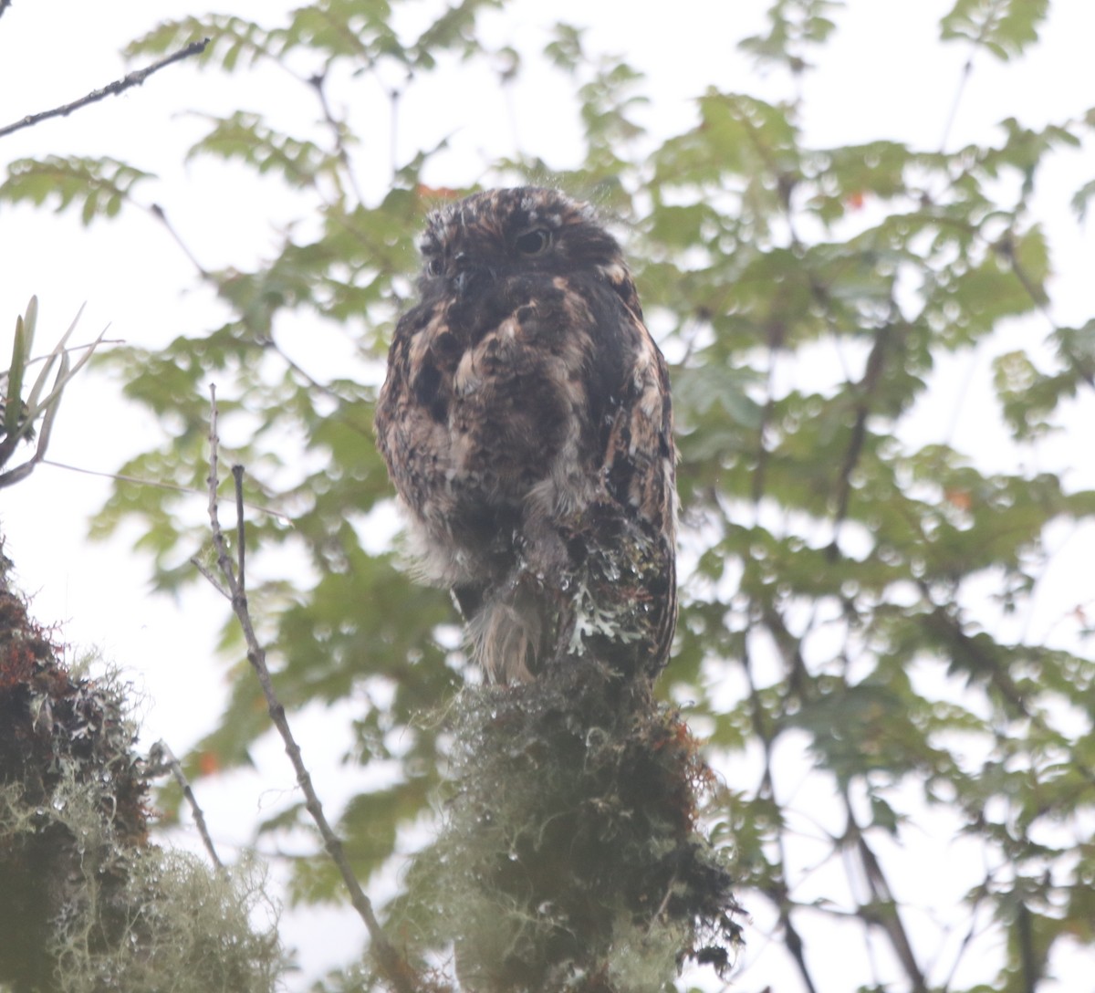 Andean Potoo - ML637893092