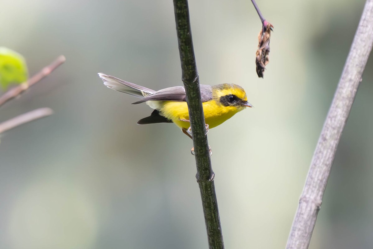 Yellow-bellied Fairy-Fantail - ML637893093