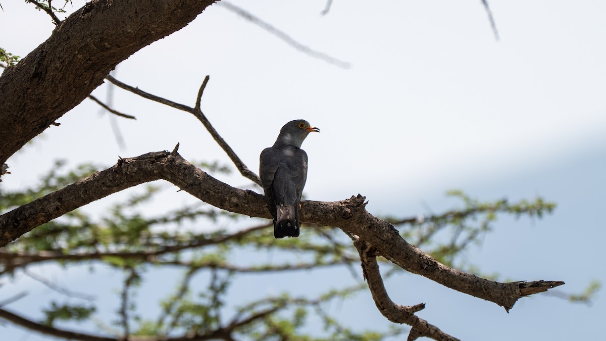 African Cuckoo - ML637893096