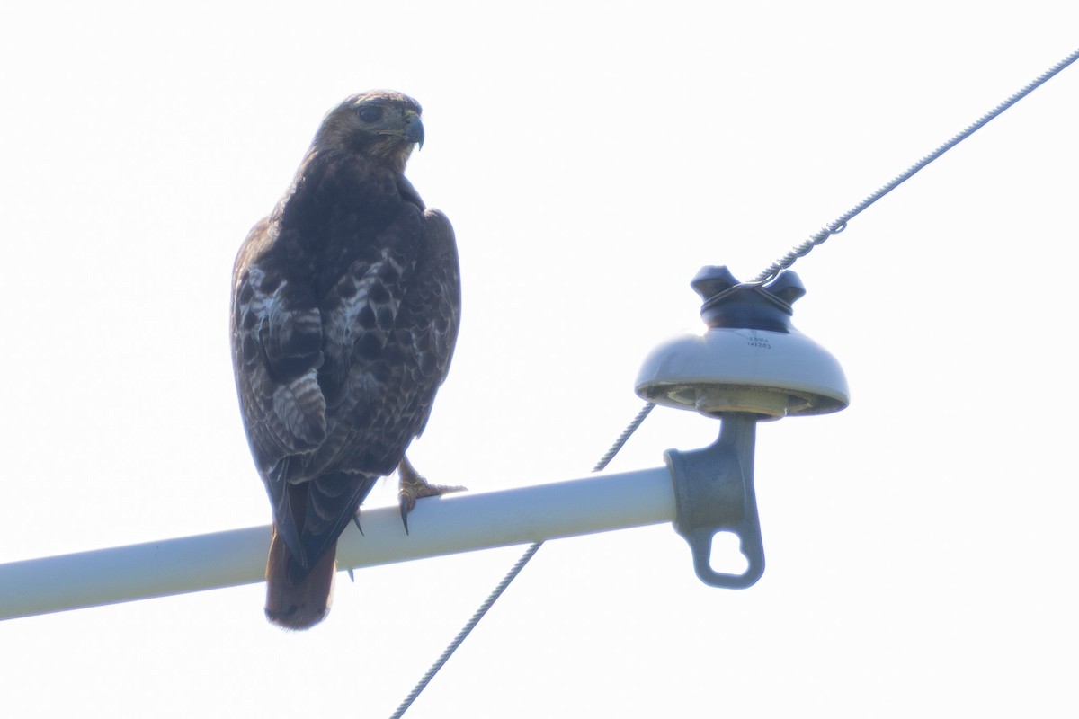 Red-tailed Hawk - ML637893116