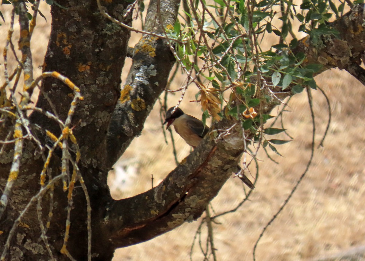 Iberian Magpie - ML637893130