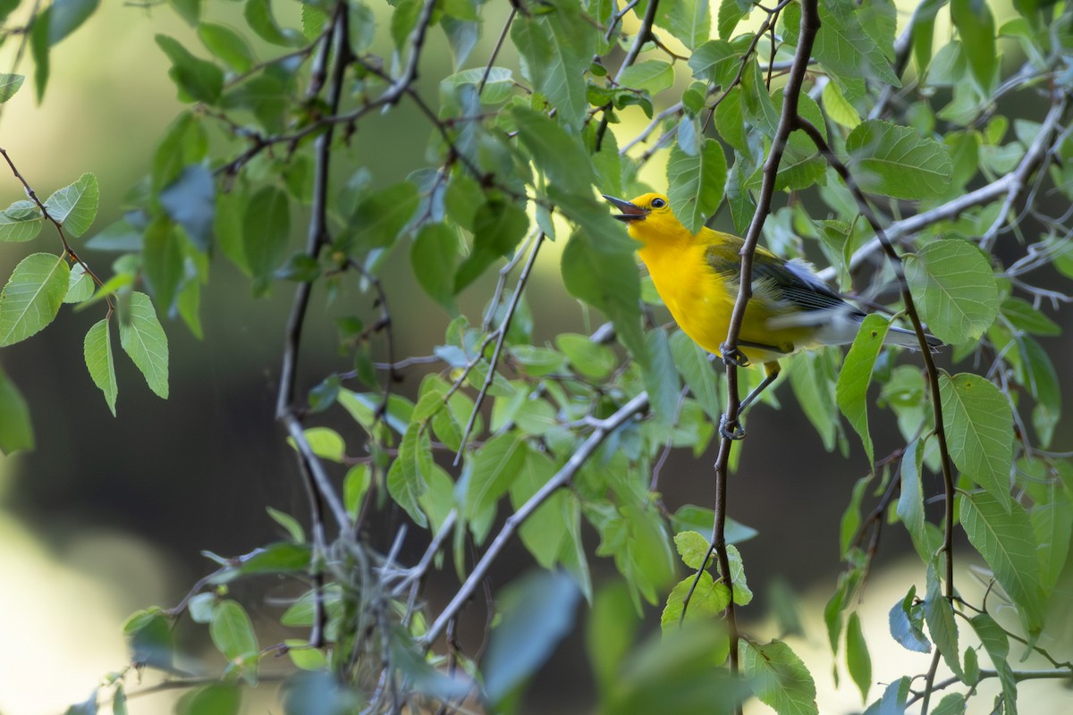 Prothonotary Warbler - ML637893140