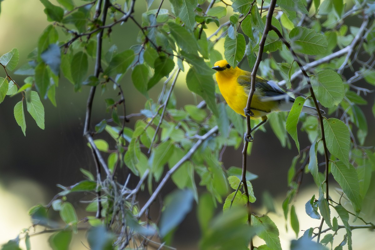 Prothonotary Warbler - ML637893141