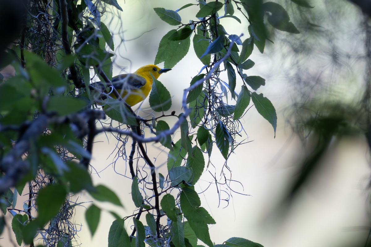 Prothonotary Warbler - ML637893142