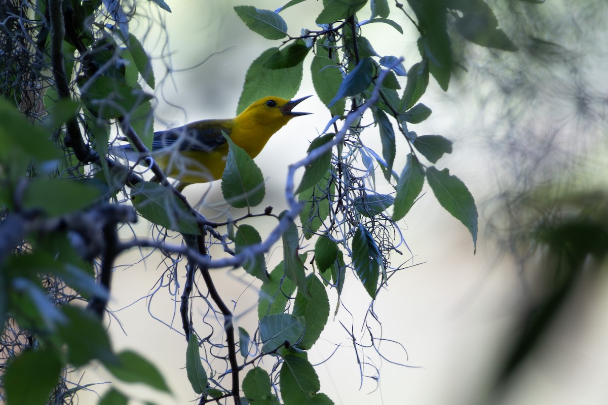 Prothonotary Warbler - ML637893143
