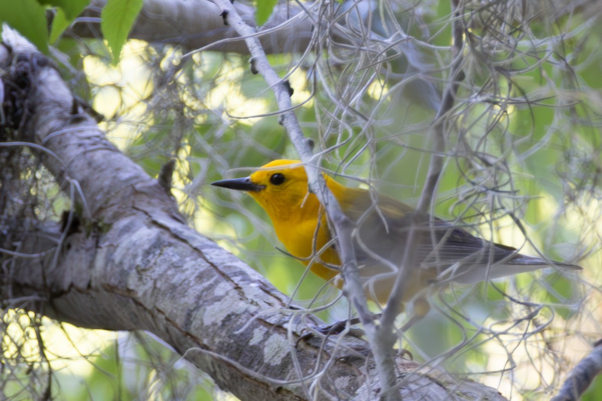 Prothonotary Warbler - ML637893144
