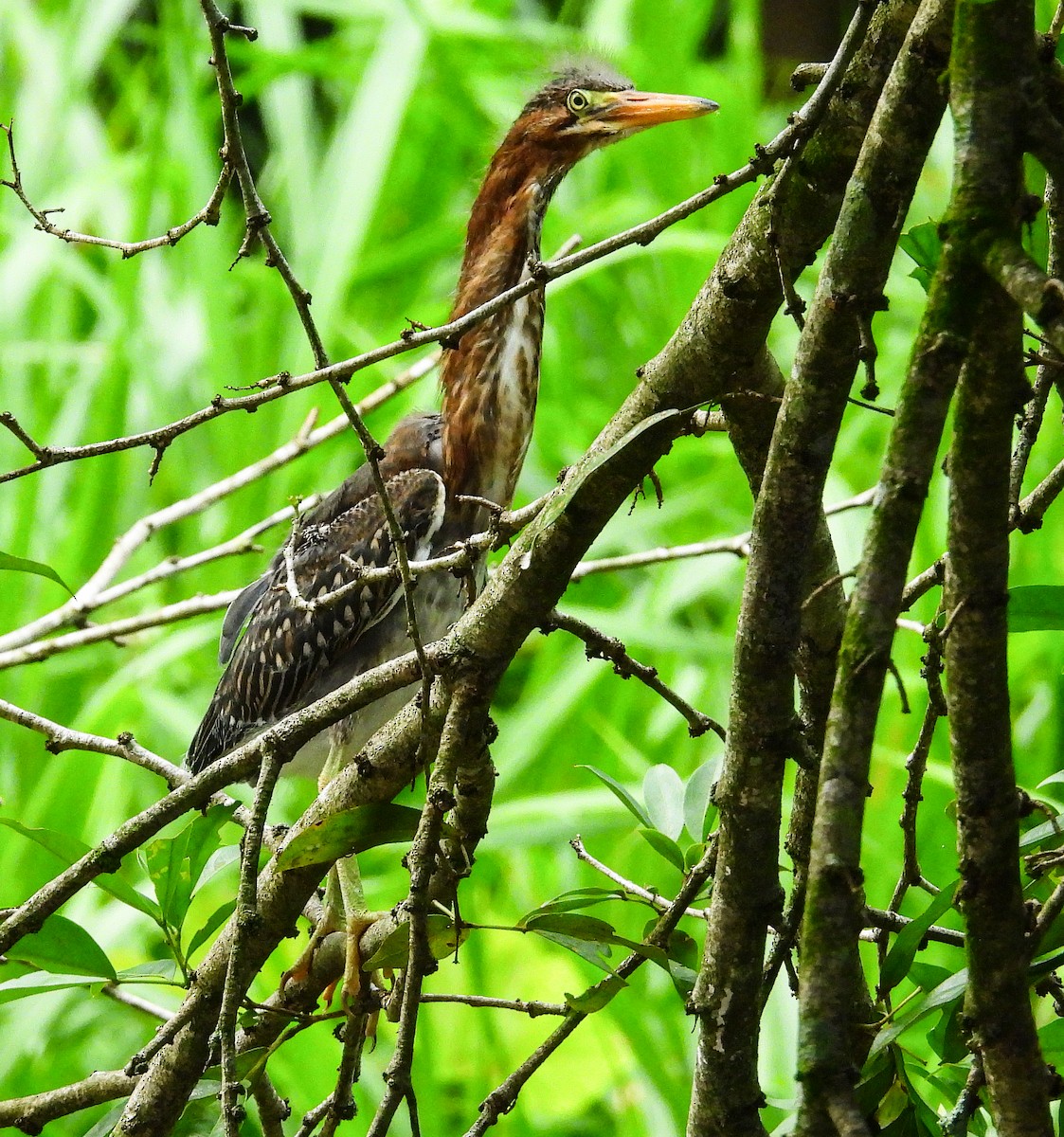 Green Heron - ML637893145