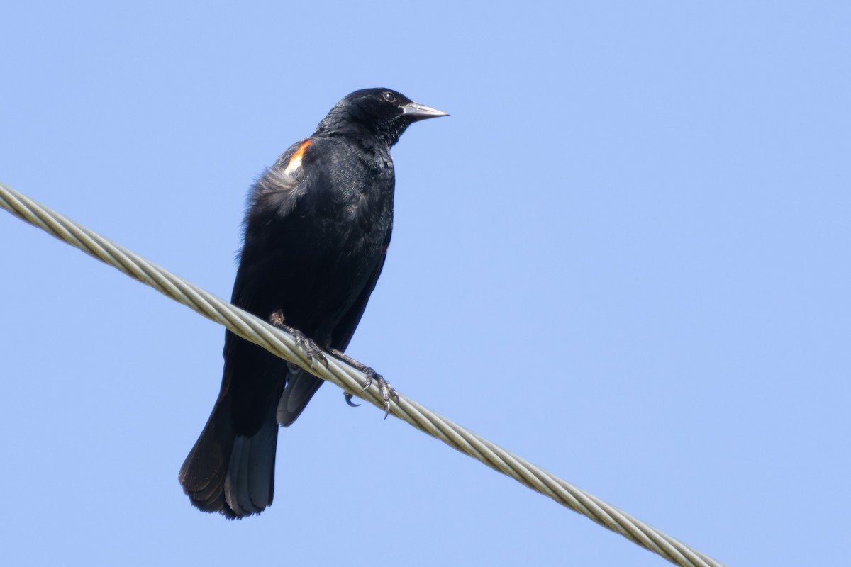 Red-winged Blackbird - ML637893149