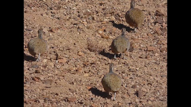 Tinamou quioula - ML637893158