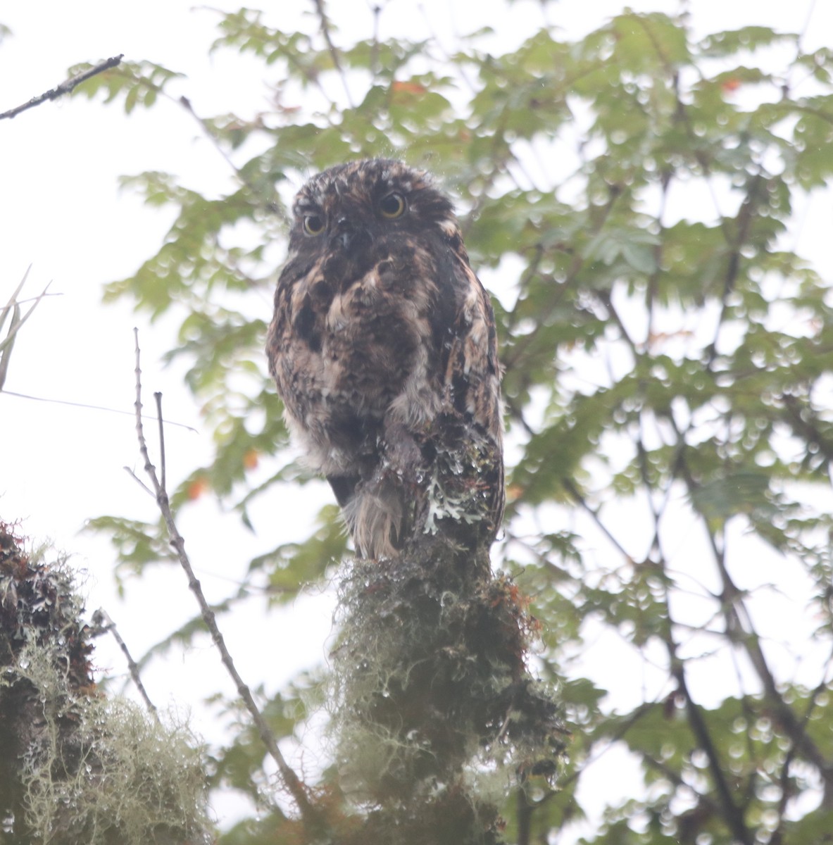 Andean Potoo - ML637893160
