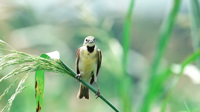 Dickcissel - ML637893161