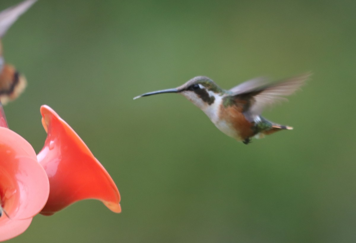 White-bellied Woodstar - ML637893162
