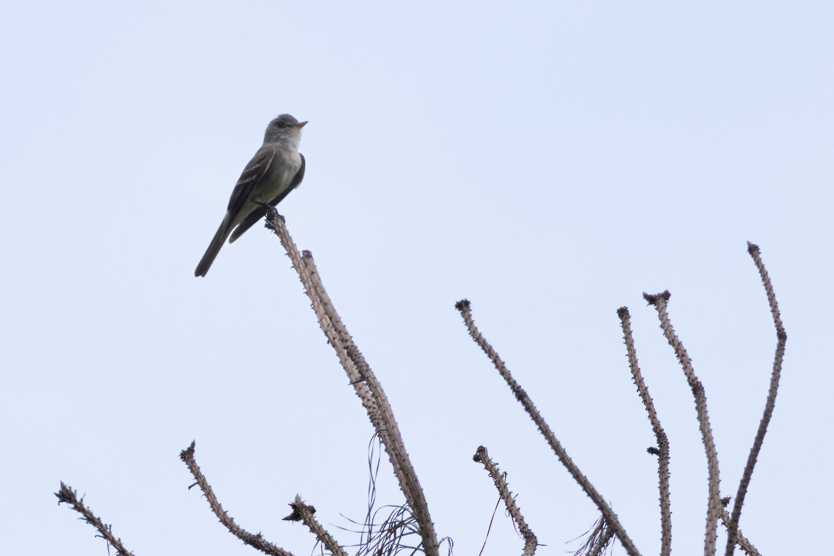 Eastern Wood-Pewee - ML637893163