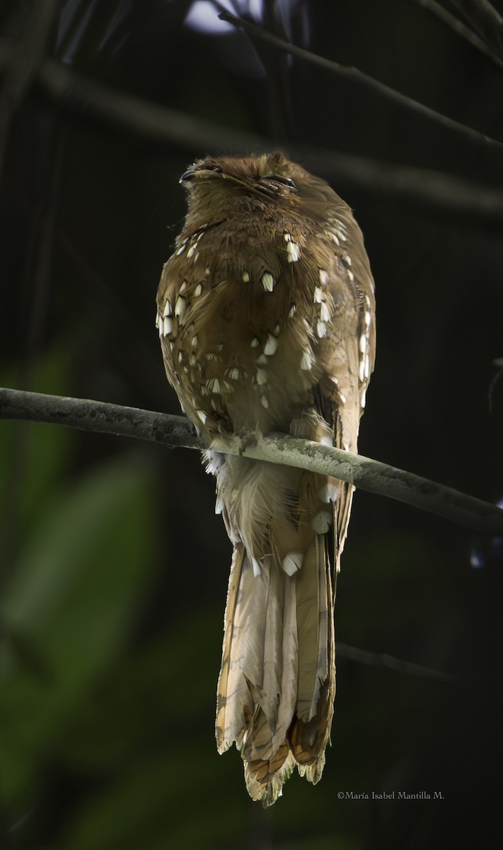 Rufous Potoo - ML637893181