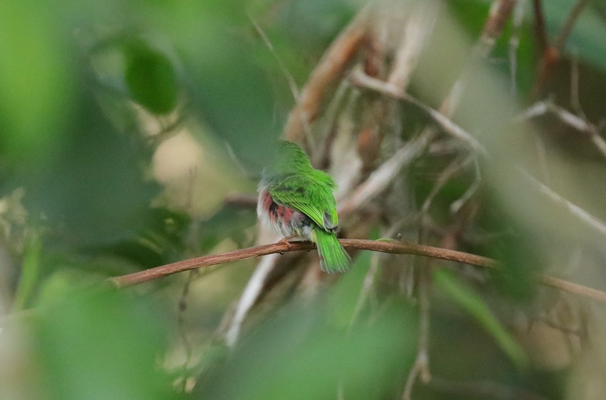 Cuban Tody - ML637893190