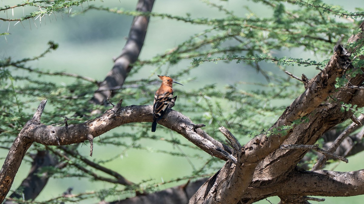 Eurasian Hoopoe (African) - ML637893206