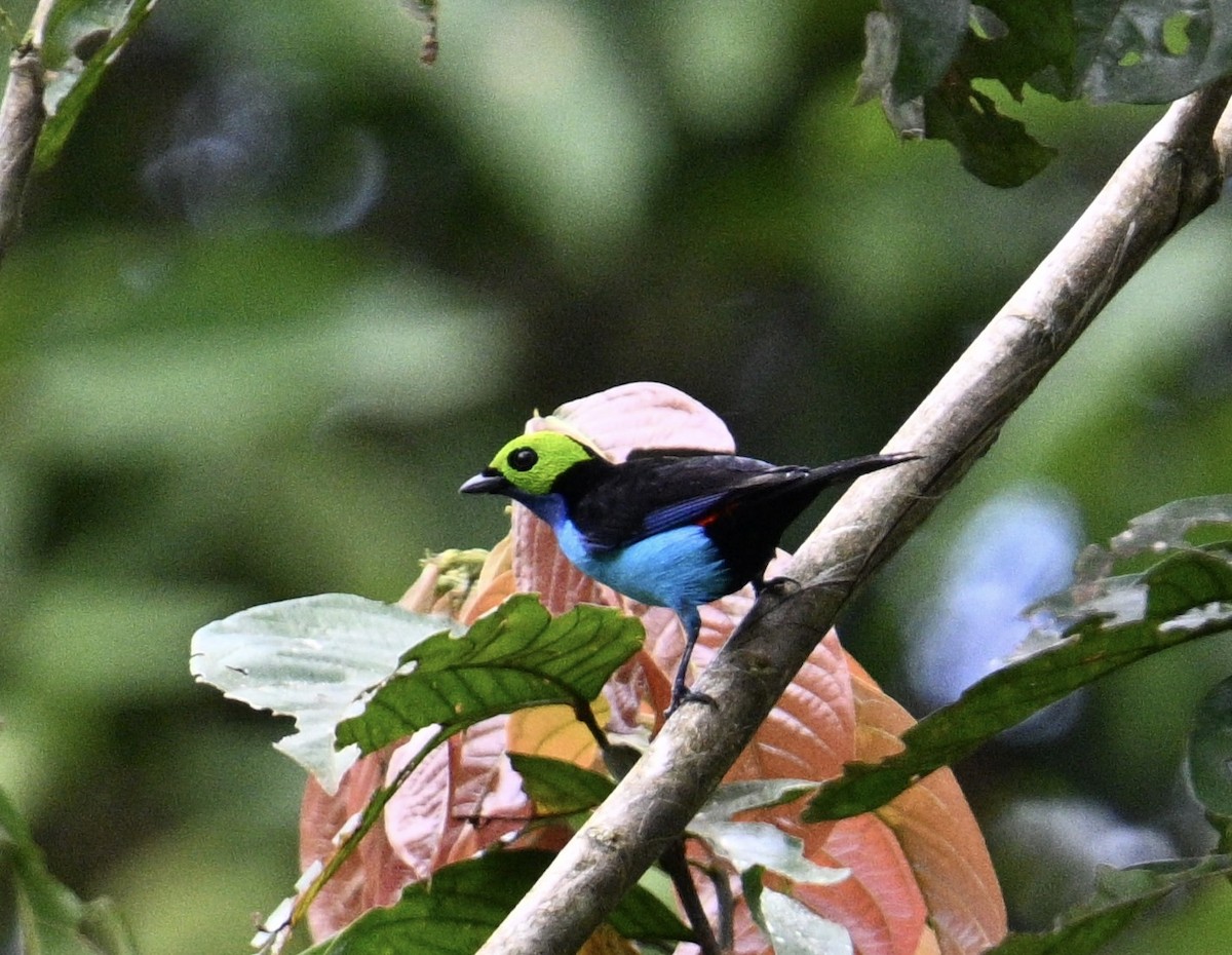 Paradise Tanager - ML637893207