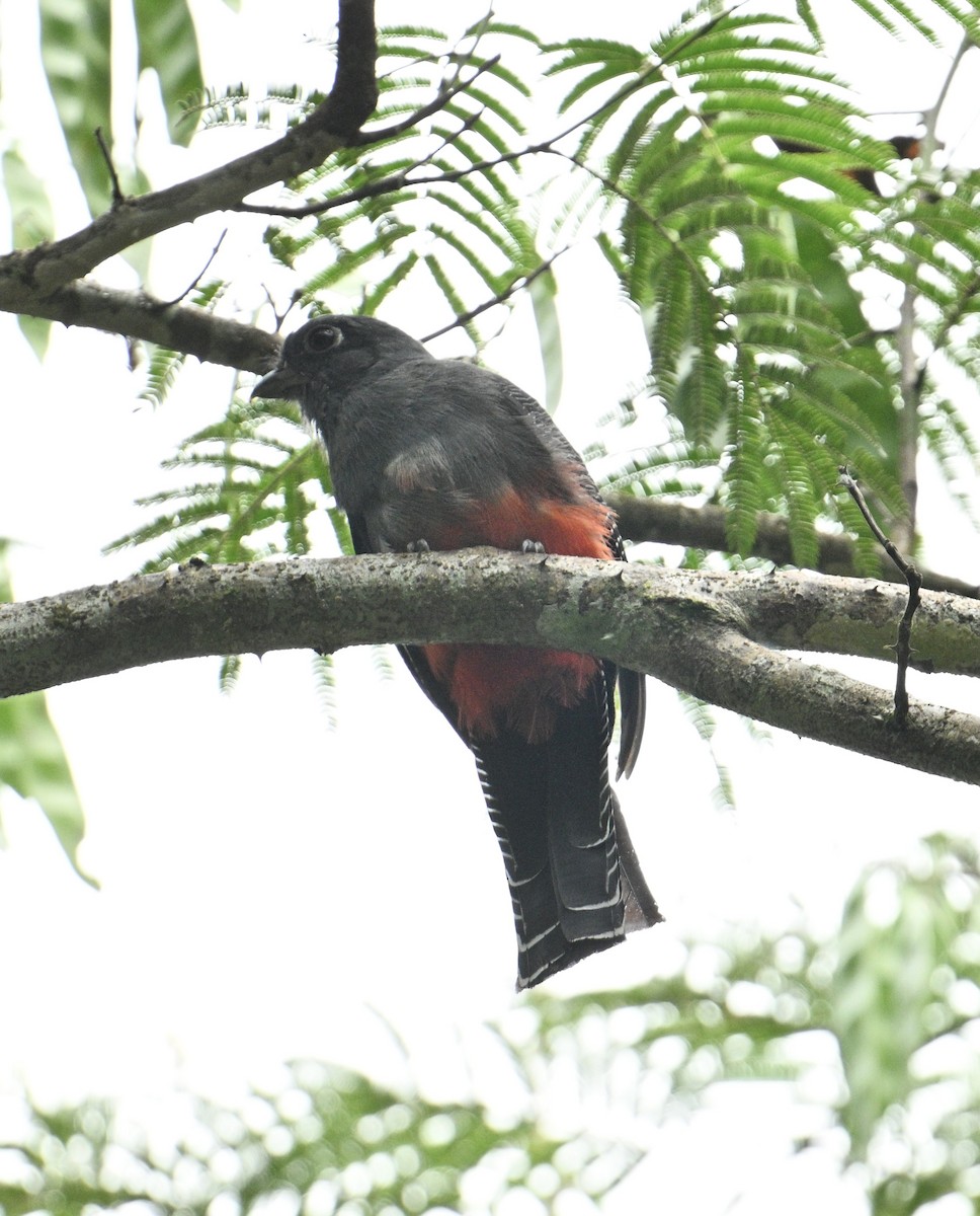 Blue-crowned Trogon - ML637893217