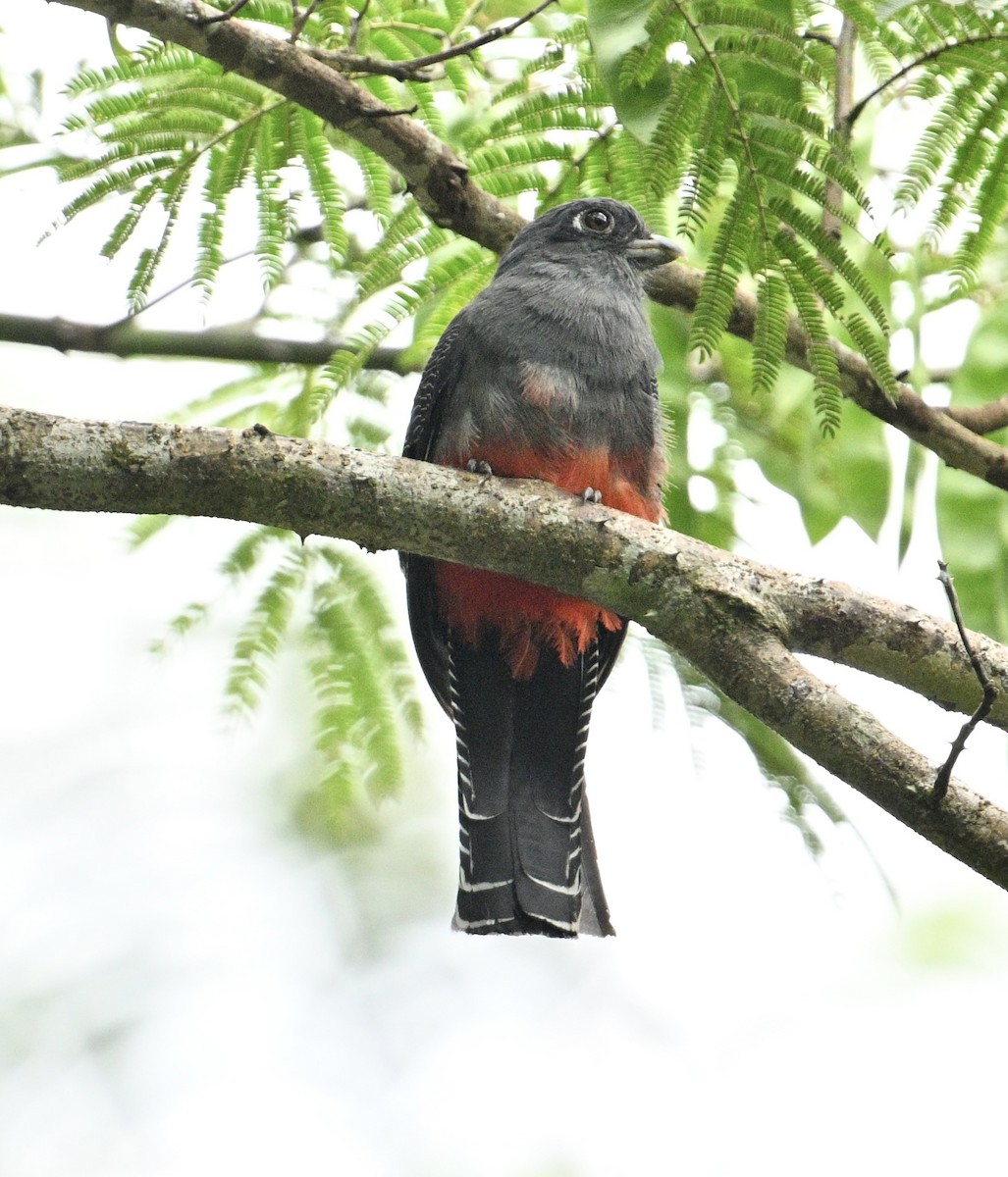 Blue-crowned Trogon - ML637893235