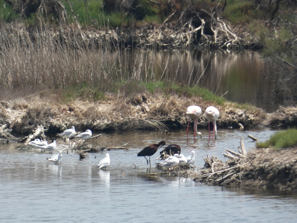 Гялаан билүүс - ML637893243