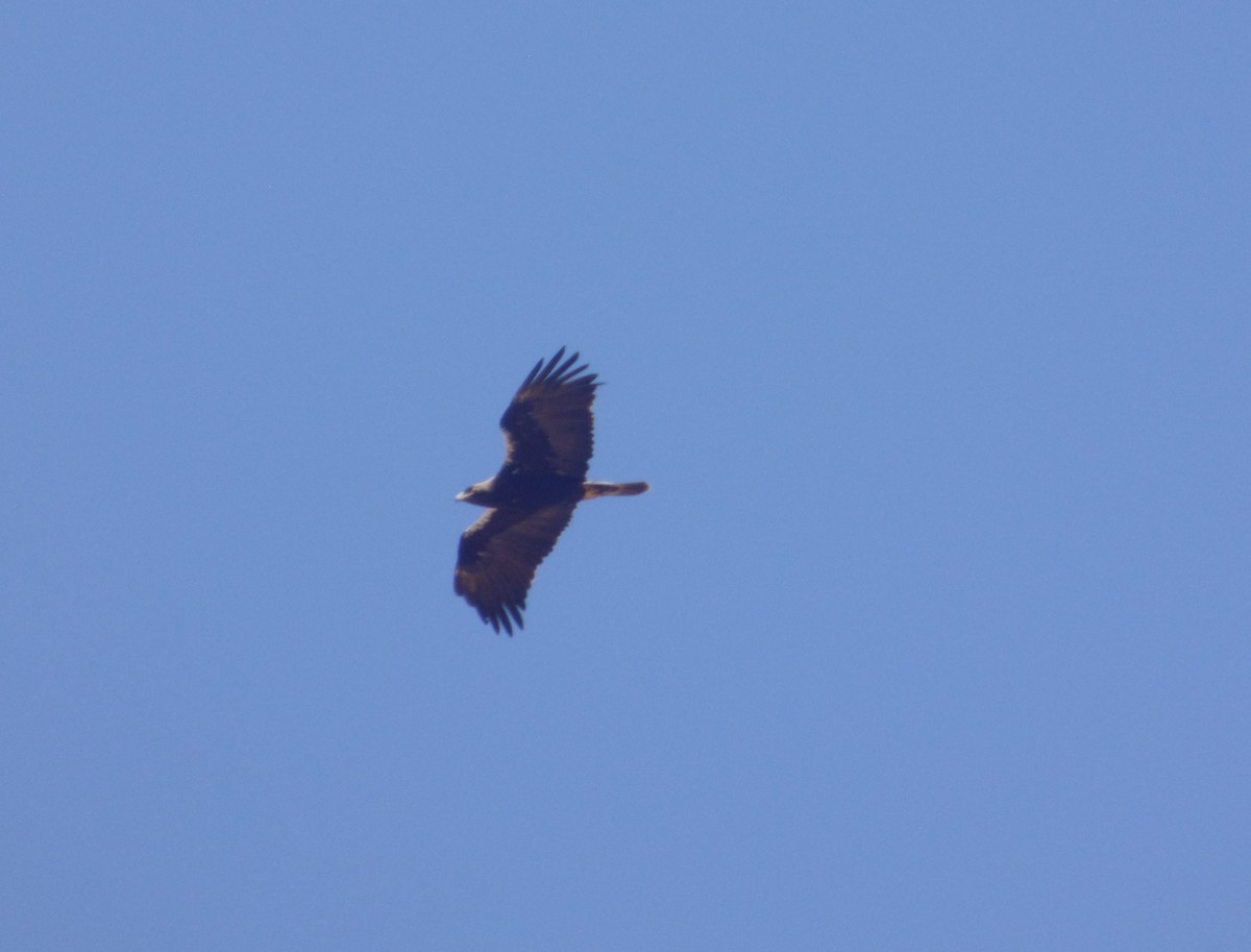 Spanish Eagle - ML637893348