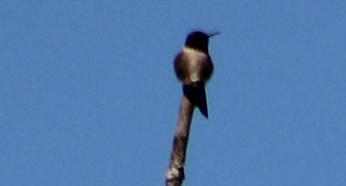 Ruby-throated Hummingbird - ML637893358