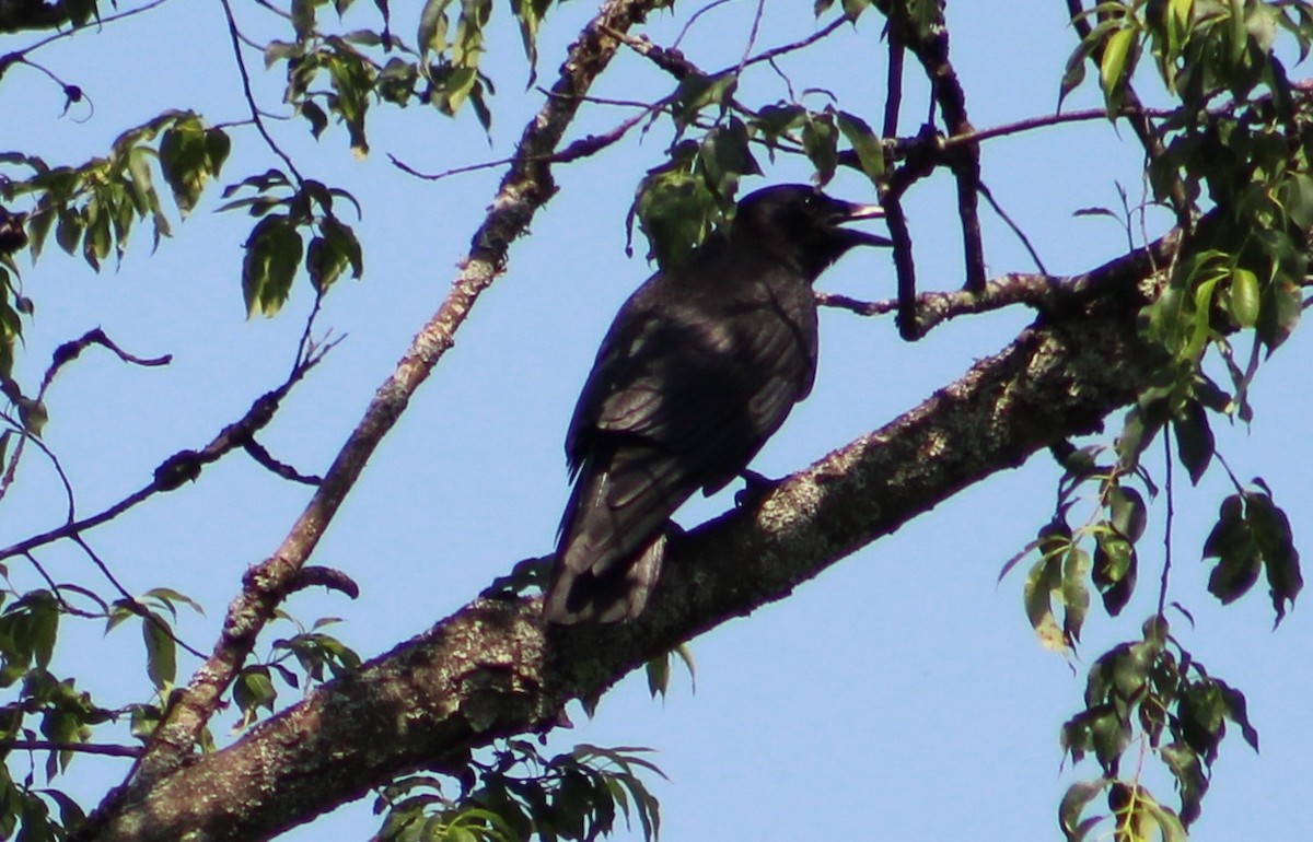 American Crow - ML637893391