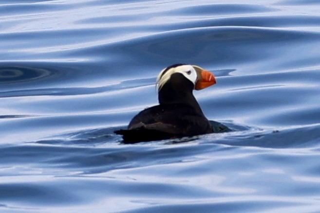 Tufted Puffin - ML637893400