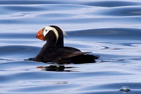 Tufted Puffin - ML637893401