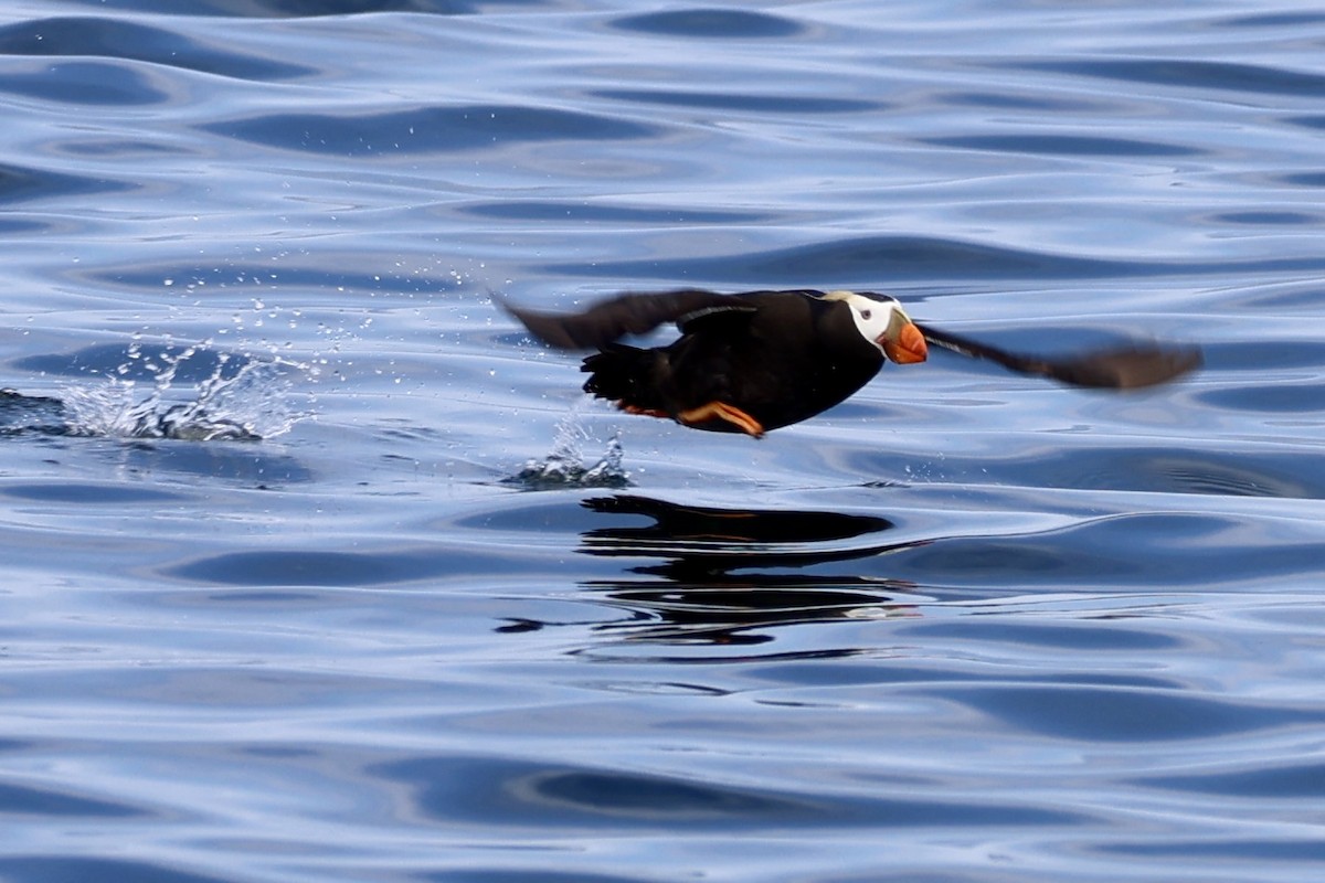 Tufted Puffin - ML637893402