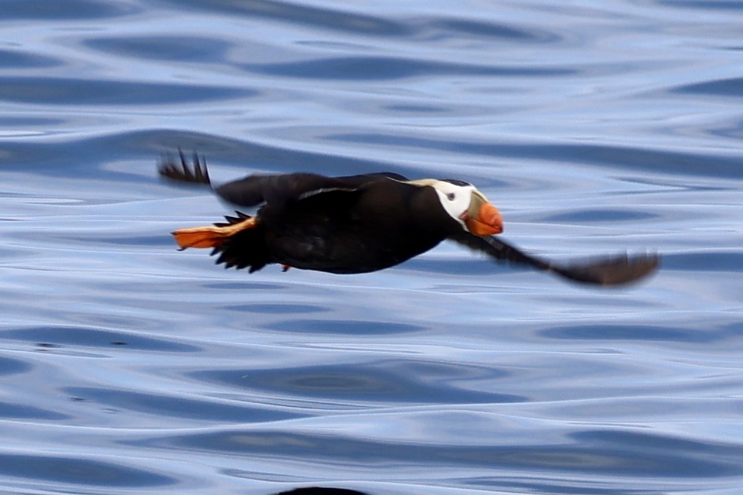 Tufted Puffin - ML637893403
