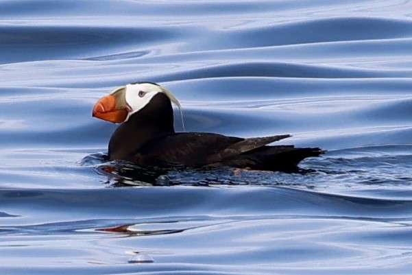 Tufted Puffin - ML637893404