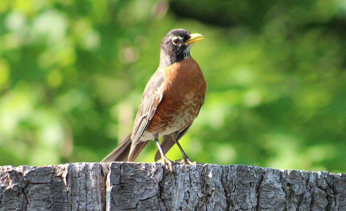American Robin - ML637893422