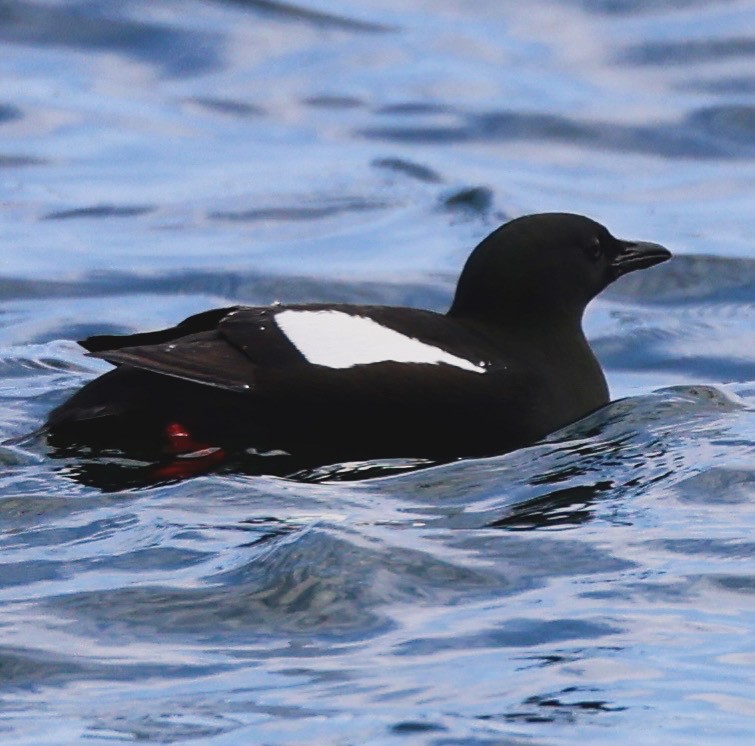 Black Guillemot - ML637893433