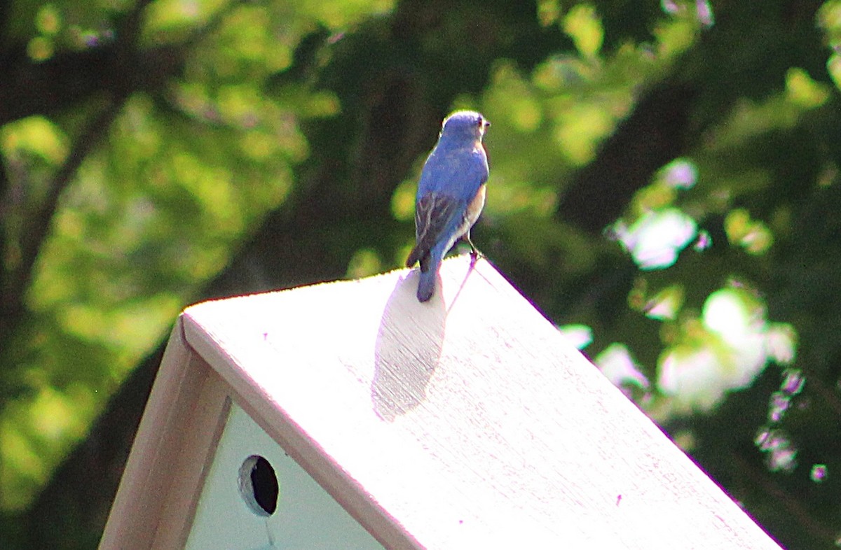 Eastern Bluebird - ML637893438