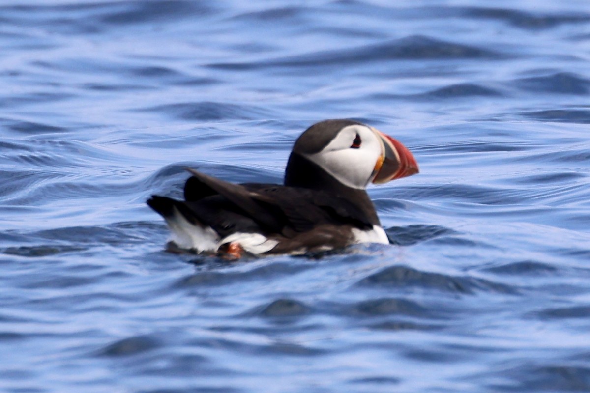 Atlantic Puffin - ML637893446