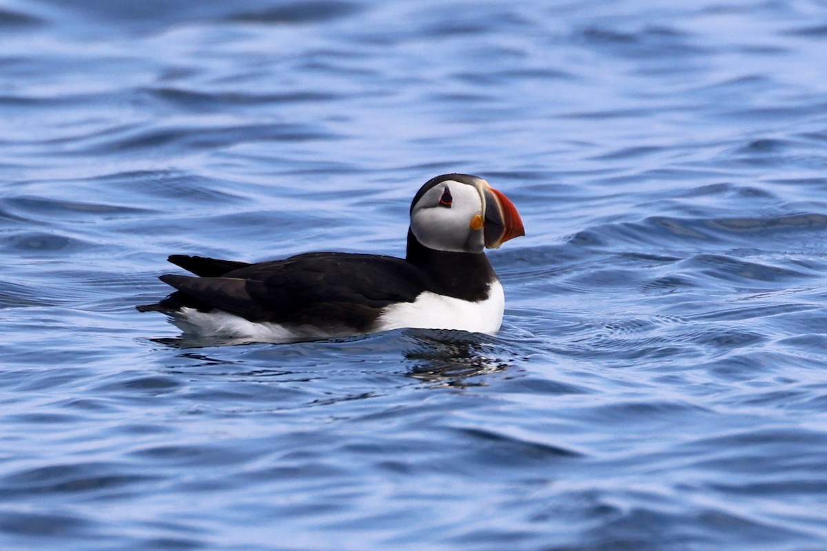 Atlantic Puffin - ML637893447
